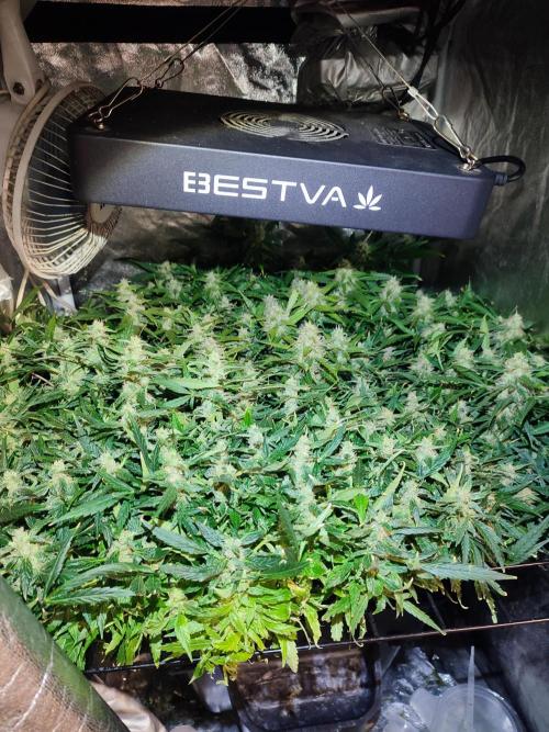 Hydro Aero French Eternity Grow Cup 2026. Week 12