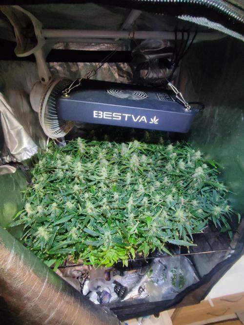 Hydro Aero French Eternity Grow Cup 2026. Week 12