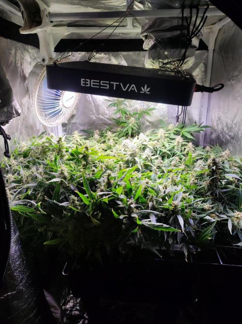 Hydro Aero French Eternity Grow Cup 2026. Week 12