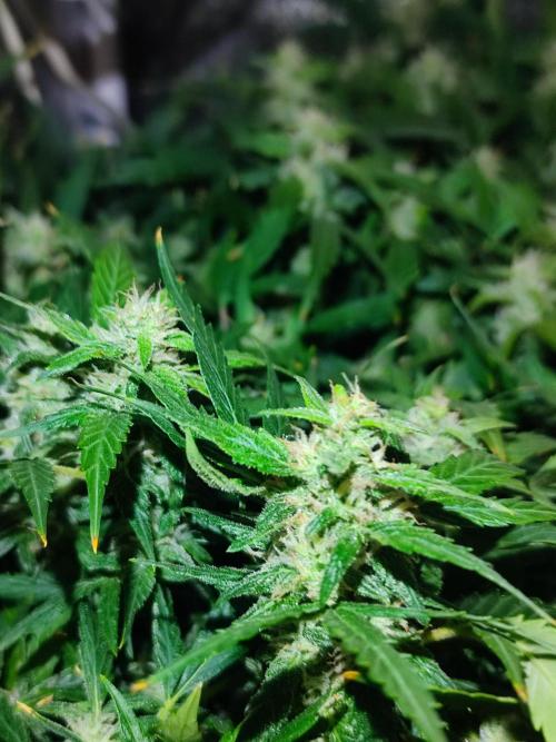 Hydro Aero French Eternity Grow Cup 2026. Week 12