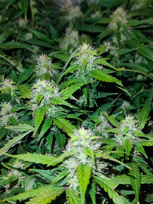 Hydro Aero French Eternity Grow Cup 2026. Week 12
