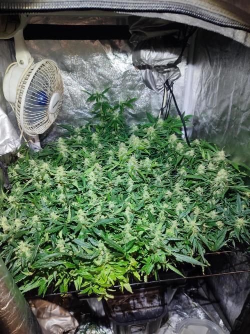 Hydro Aero French Eternity Grow Cup 2026. Week 12