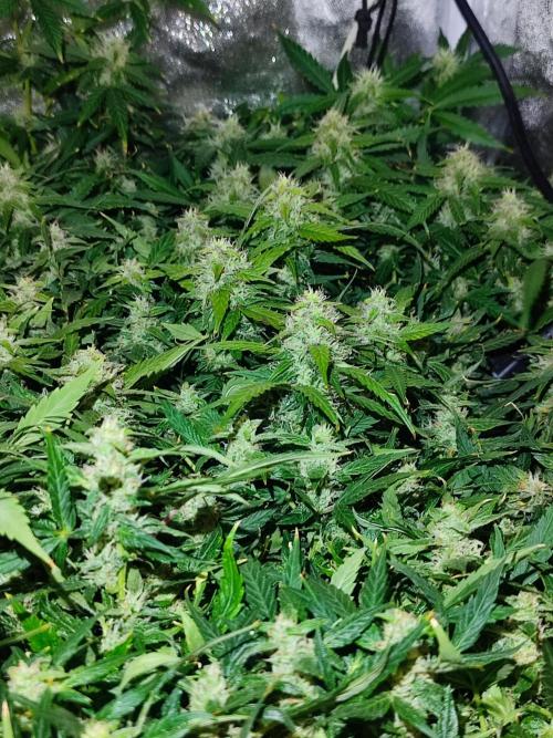 Hydro Aero French Eternity Grow Cup 2026. Week 12
