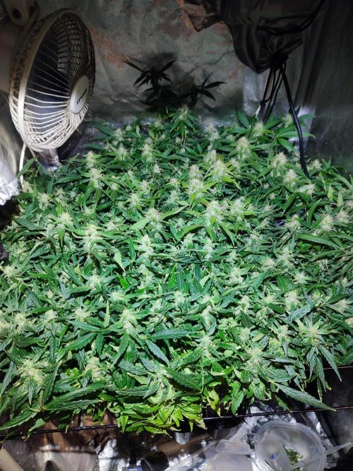 Hydro Aero French Eternity Grow Cup 2026. Week 12