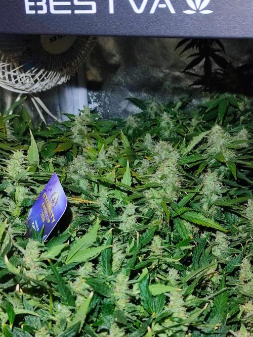 Hydro Aero French Eternity Grow Cup 2026. Week 13