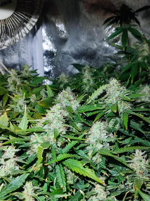 Hydro Aero French Eternity Grow Cup 2026. Week 13