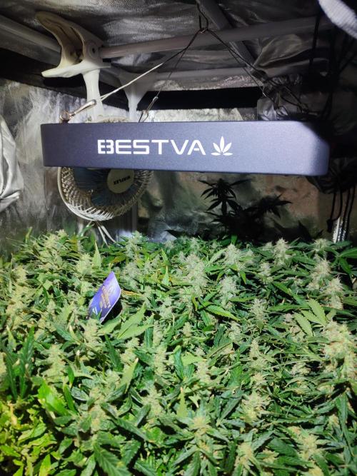 Hydro Aero French Eternity Grow Cup 2026. Week 13