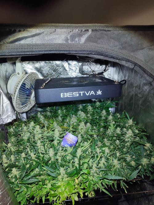 Hydro Aero French Eternity Grow Cup 2026. Week 13