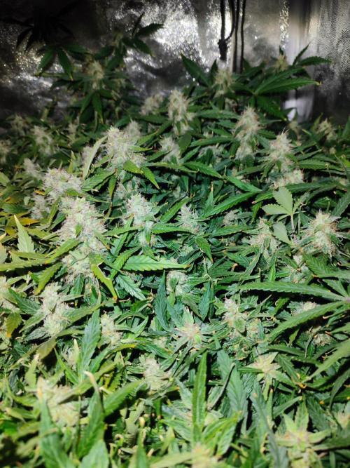 Hydro Aero French Eternity Grow Cup 2026. Week 13