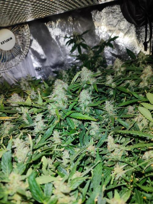 Hydro Aero French Eternity Grow Cup 2026. Week 13