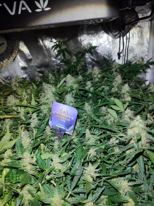 Hydro Aero French Eternity Grow Cup 2026. Week 13