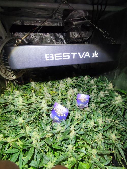 Hydro Aero French Eternity Grow Cup 2026. Week 13