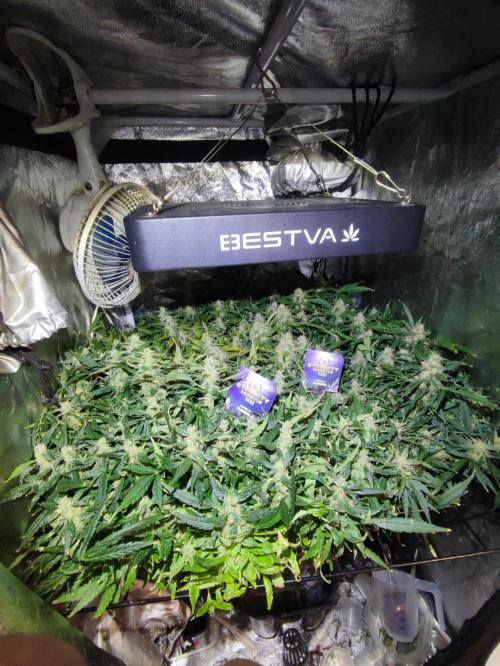 Hydro Aero French Eternity Grow Cup 2026. Week 13