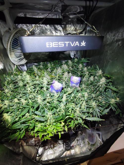 Hydro Aero French Eternity Grow Cup 2026. Week 13