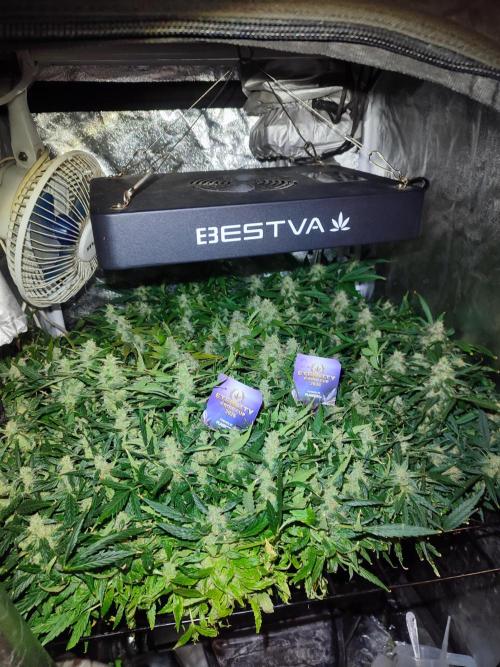 Hydro Aero French Eternity Grow Cup 2026. Week 13