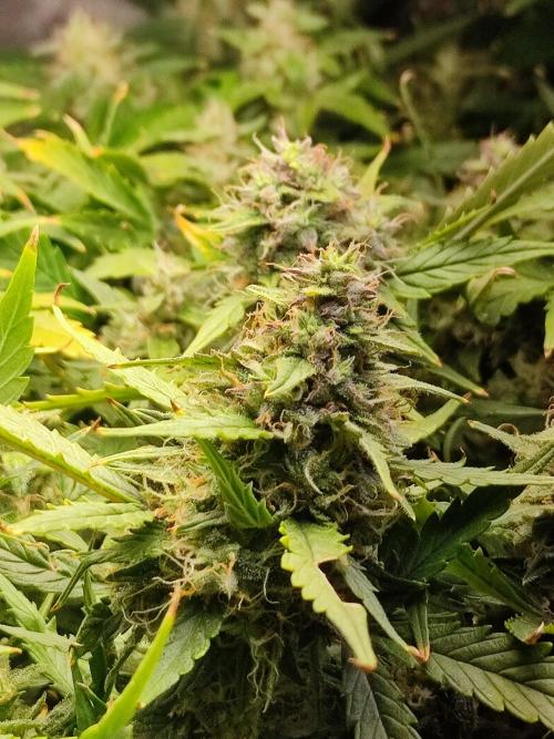 Hydro Aero French Eternity Grow Cup 2026. Week 13