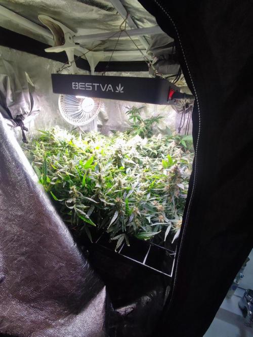 Hydro Aero French Eternity Grow Cup 2026. Week 13