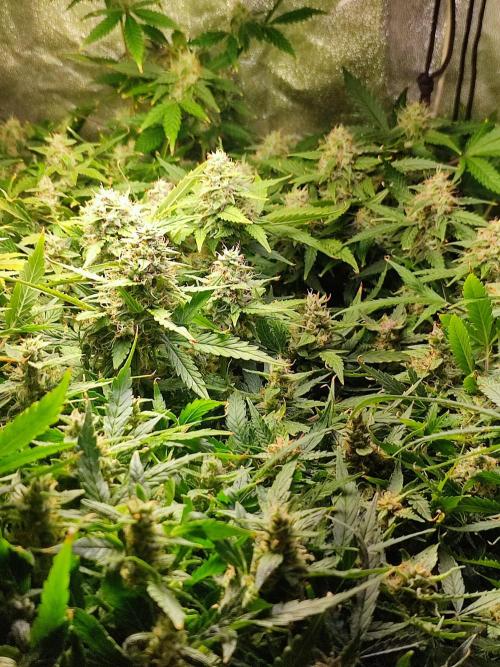 Hydro Aero French Eternity Grow Cup 2026. Week 13