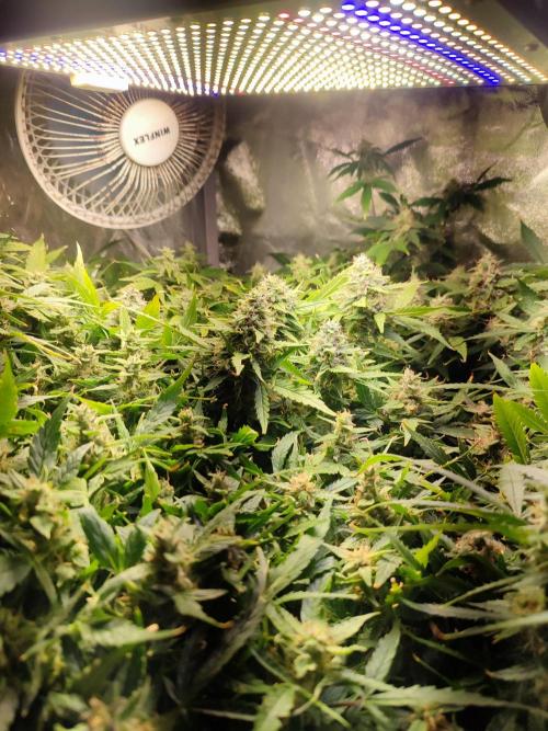Hydro Aero French Eternity Grow Cup 2026. Week 13