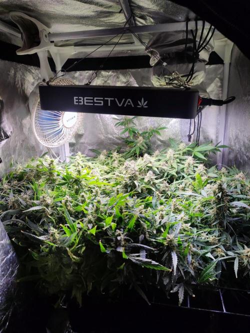 Hydro Aero French Eternity Grow Cup 2026. Week 13