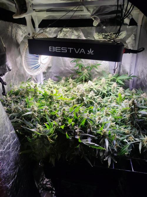 Hydro Aero French Eternity Grow Cup 2026. Week 13
