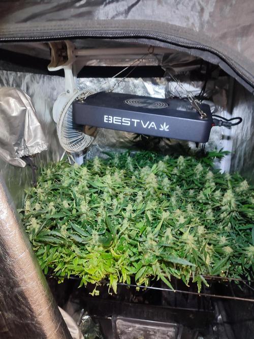 Hydro Aero French Eternity Grow Cup 2026. Week 13