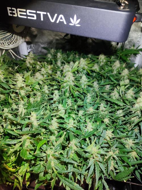Hydro Aero French Eternity Grow Cup 2026. Week 13