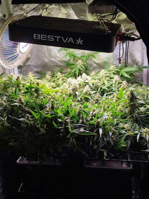 Hydro Aero French Eternity Grow Cup 2026. Week 13