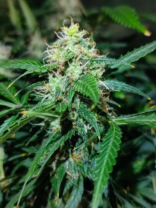 Hydro Aero French Eternity Grow Cup 2026. Week 13