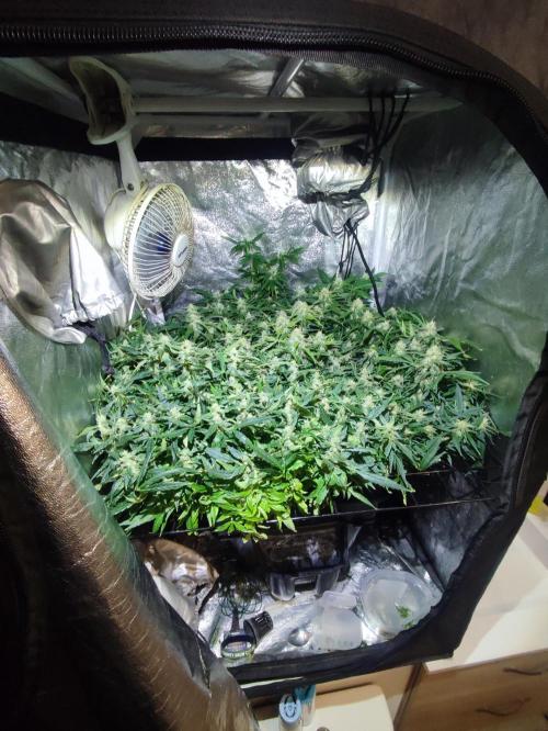 Hydro Aero French Eternity Grow Cup 2026. Week 13