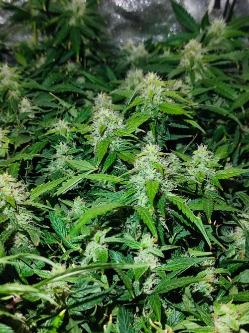 Hydro Aero French Eternity Grow Cup 2026. Week 13