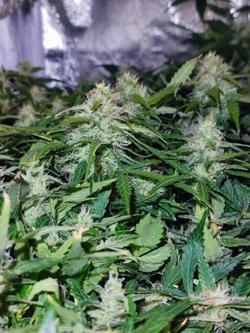 Hydro Aero French Eternity Grow Cup 2026. Week 13