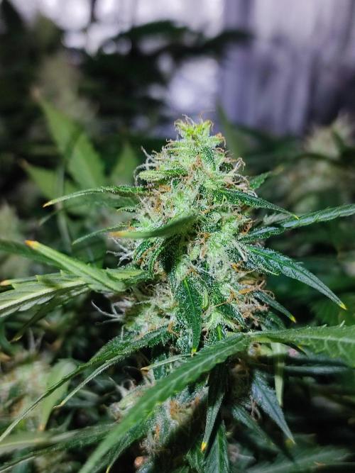 Hydro Aero French Eternity Grow Cup 2026. Week 13