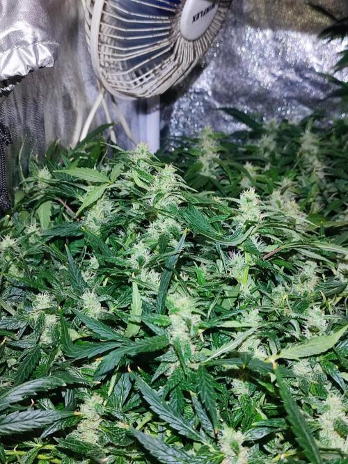 Hydro Aero French Eternity Grow Cup 2026. Week 13
