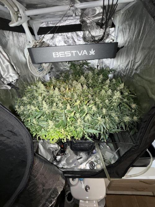 Hydro Aero French Eternity Grow Cup 2026. Week 14