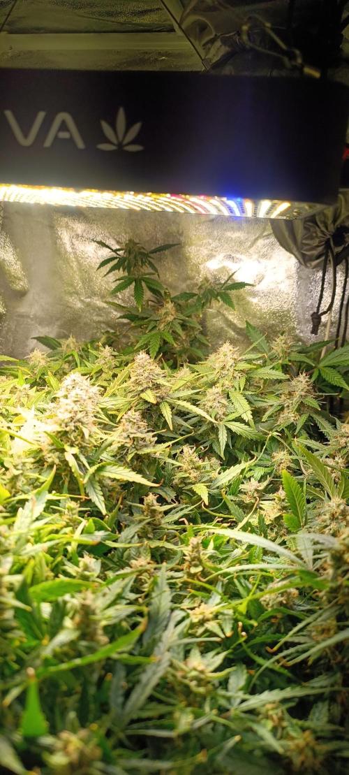 Hydro Aero French Eternity Grow Cup 2026. Week 14