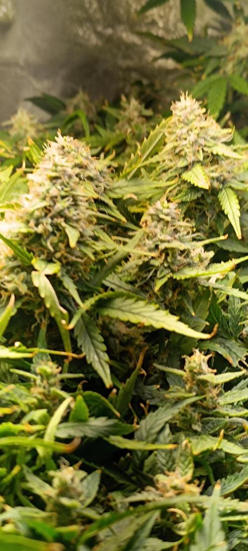 Hydro Aero French Eternity Grow Cup 2026. Week 14