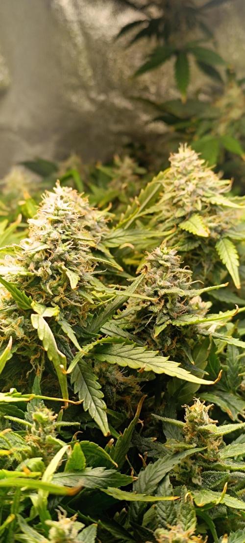 Hydro Aero French Eternity Grow Cup 2026. Week 14