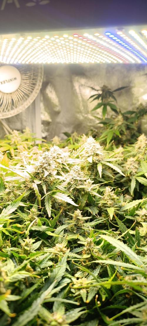 Hydro Aero French Eternity Grow Cup 2026. Week 14