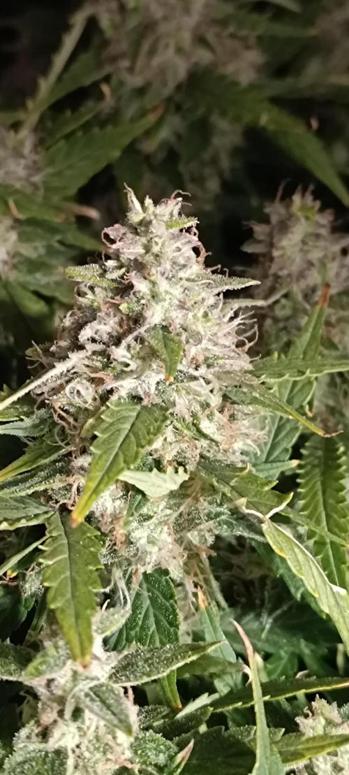 Hydro Aero French Eternity Grow Cup 2026. Week 14