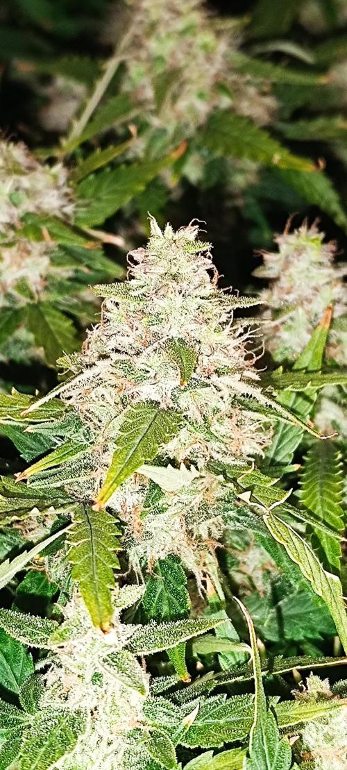 Hydro Aero French Eternity Grow Cup 2026. Week 14