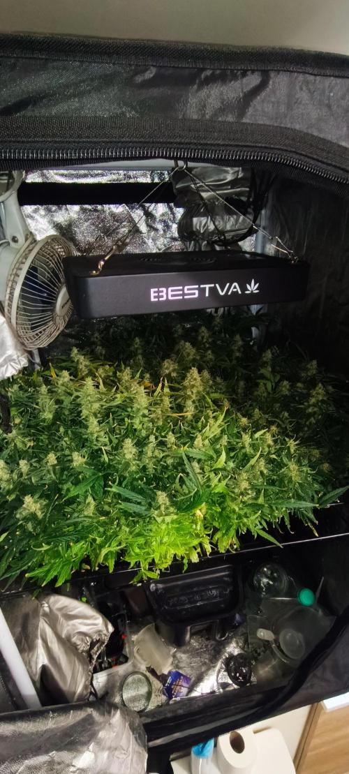 Hydro Aero French Eternity Grow Cup 2026. Week 14