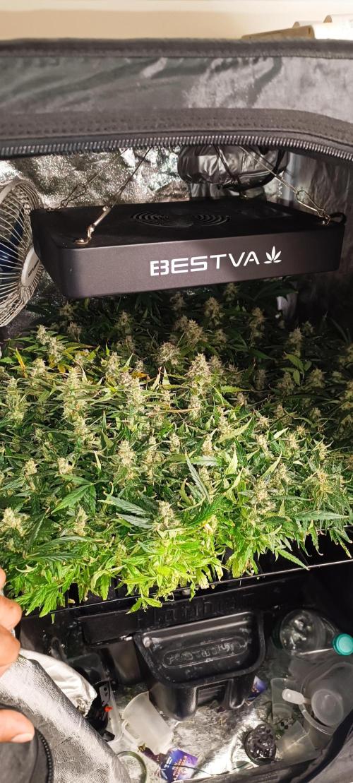 Hydro Aero French Eternity Grow Cup 2026. Week 14
