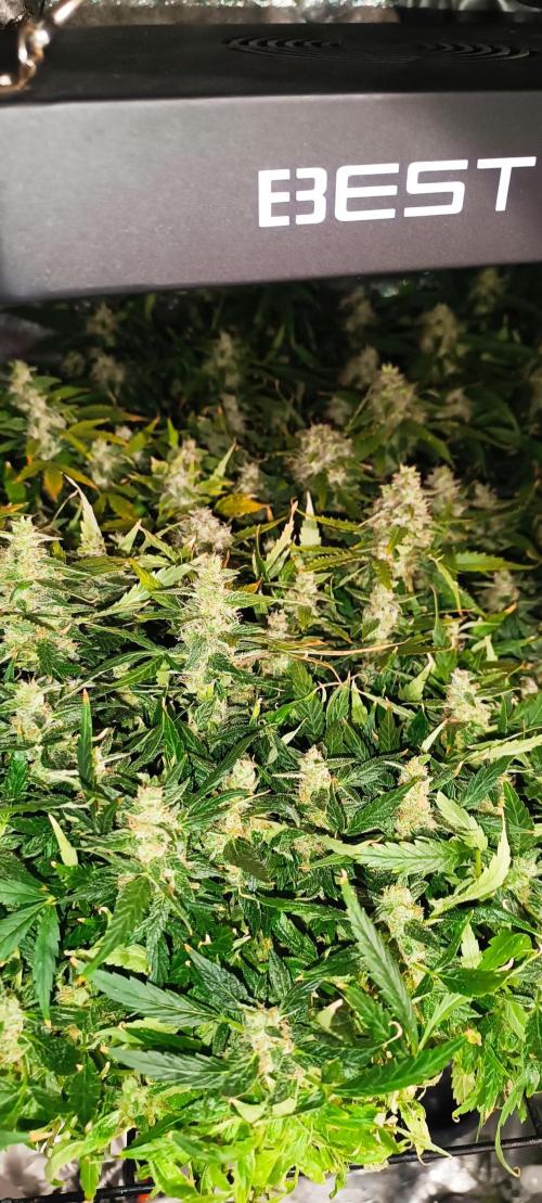 Hydro Aero French Eternity Grow Cup 2026. Week 14