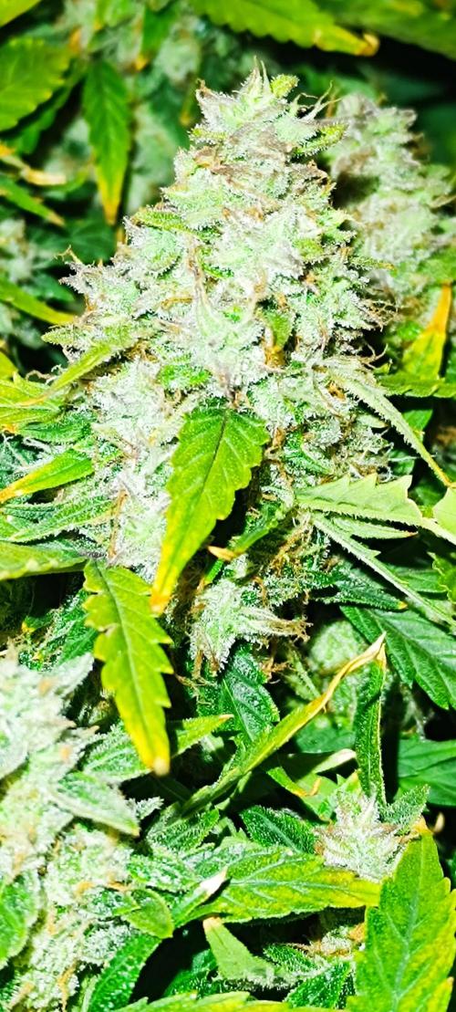 Hydro Aero French Eternity Grow Cup 2026. Week 14
