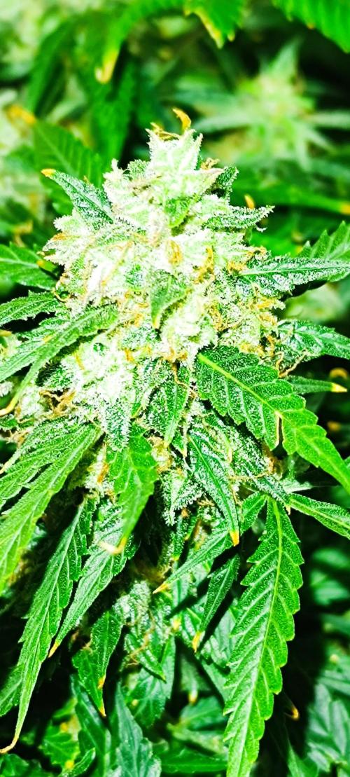 Hydro Aero French Eternity Grow Cup 2026. Week 14