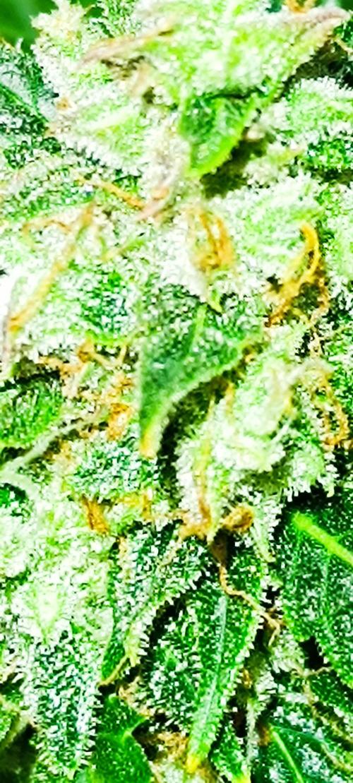 Hydro Aero French Eternity Grow Cup 2026. Week 14