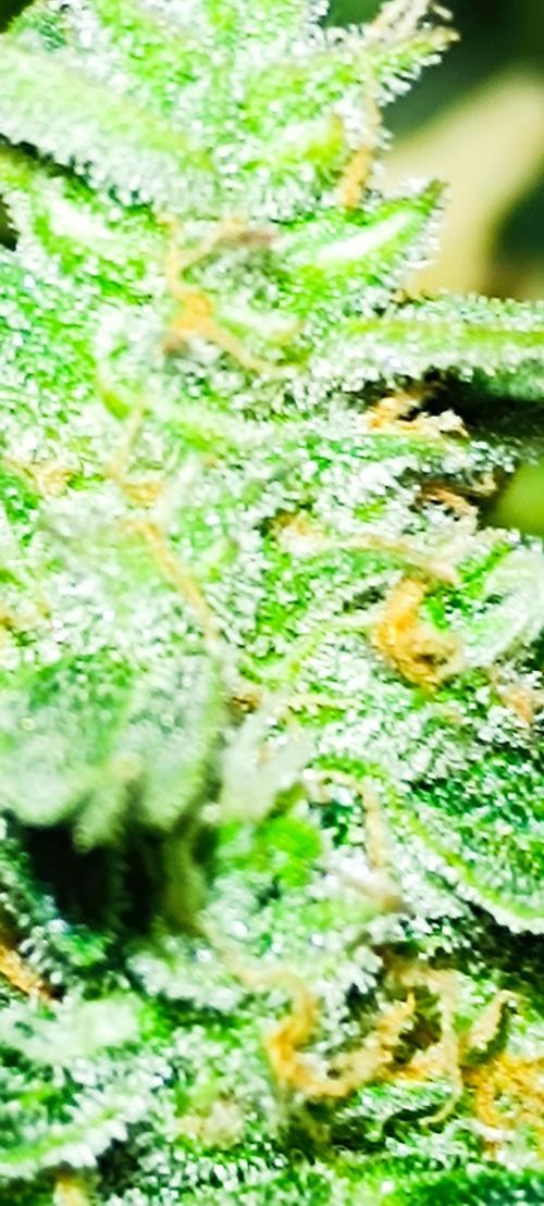 Hydro Aero French Eternity Grow Cup 2026. Week 14
