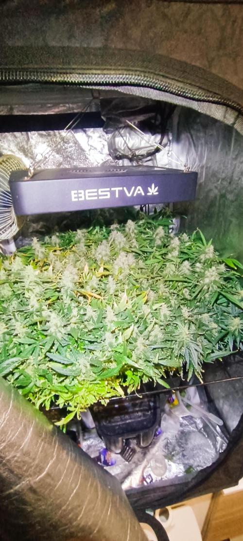 Hydro Aero French Eternity Grow Cup 2026. Week 14