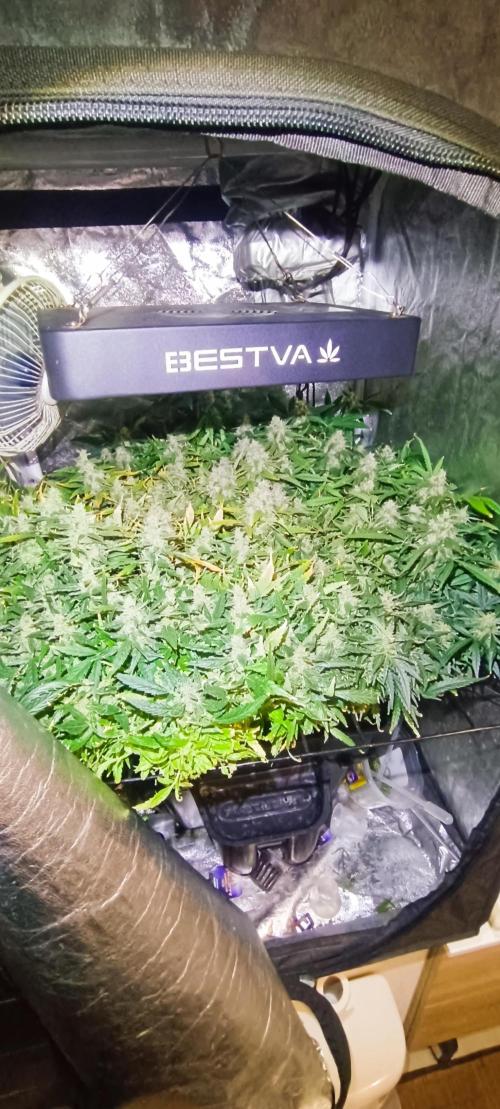 Hydro Aero French Eternity Grow Cup 2026. Week 14